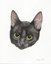 Rocket - Photo 8