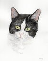 Oreo - Photo 3