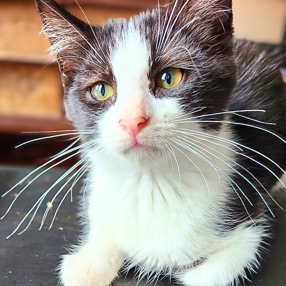 Oreo, photo 2