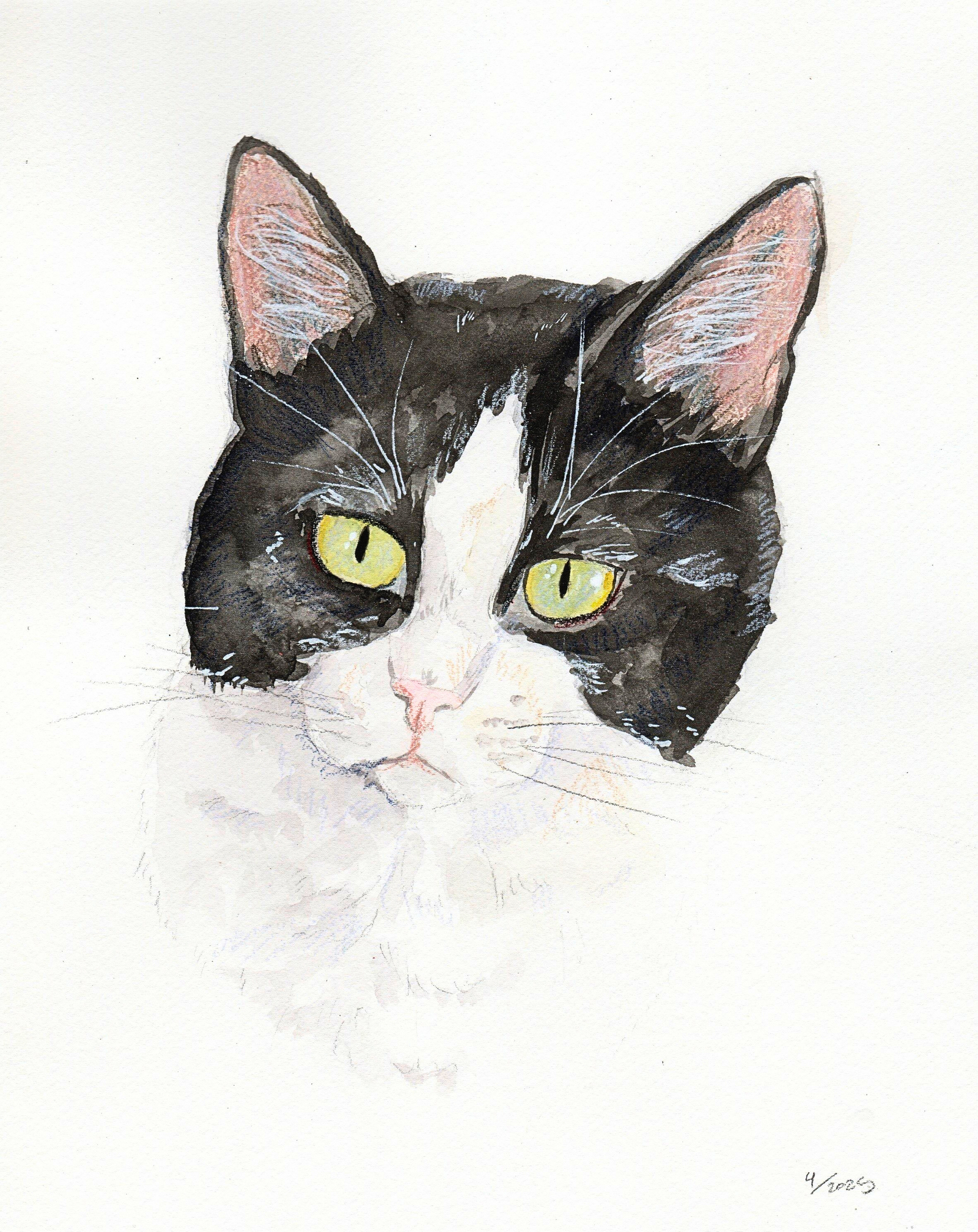 Oreo, photo 3