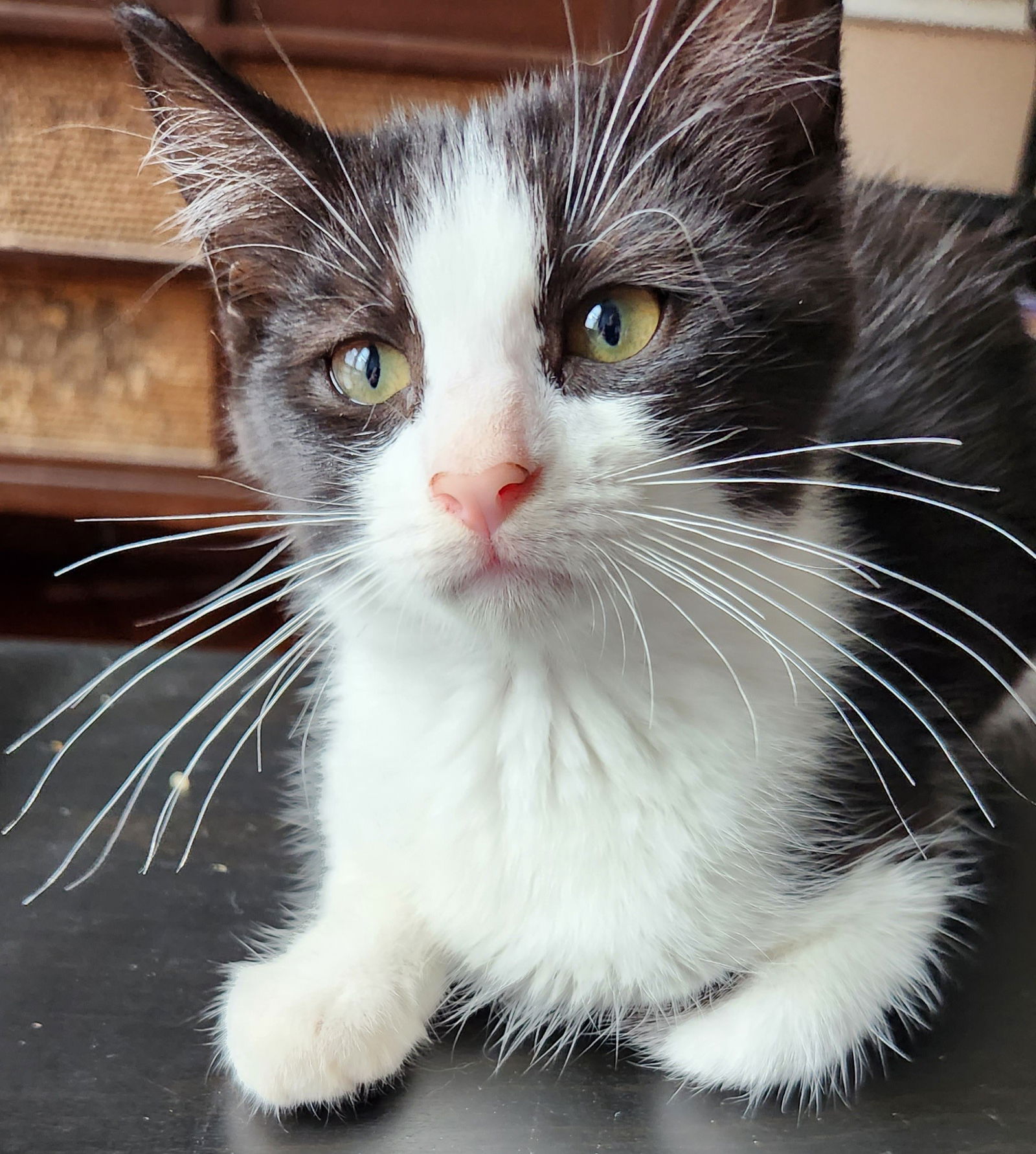 adoptable Cat in Harrisburg, PA named Oreo