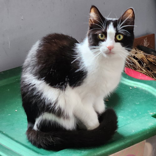 OREO - Domestic Short Hair available for adoption