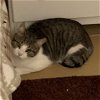 adoptable Cat in harrisburg, PA named Gremlin