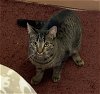 adoptable Cat in harrisburg, PA named Tia