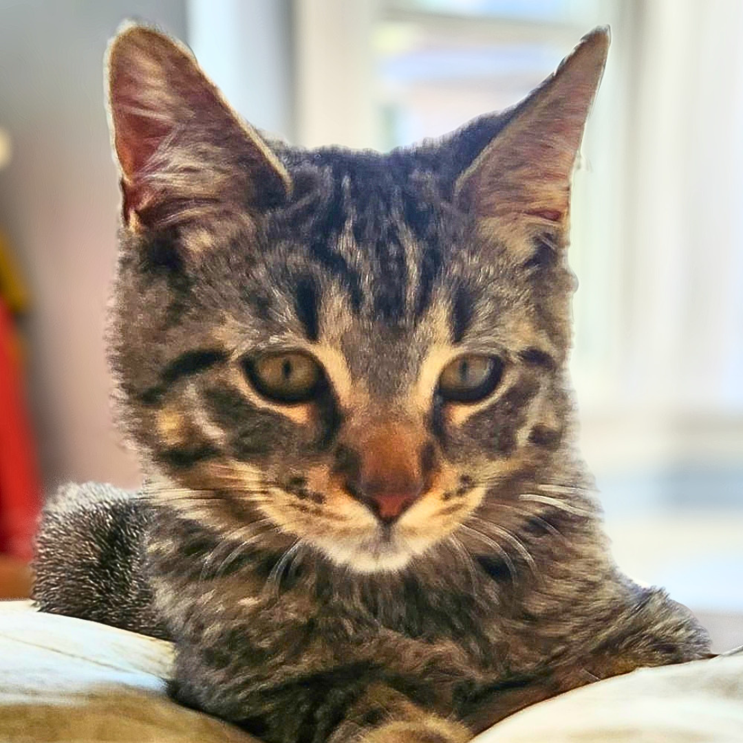Tigger R, photo 2