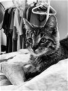adoptable Cat in harrisburg, PA named Tigger