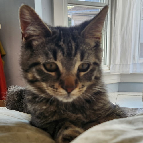 TIGGER R - Domestic Short Hair available for adoption