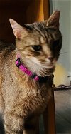 adoptable Cat in harrisburg, PA named Scarlett (female adult)
