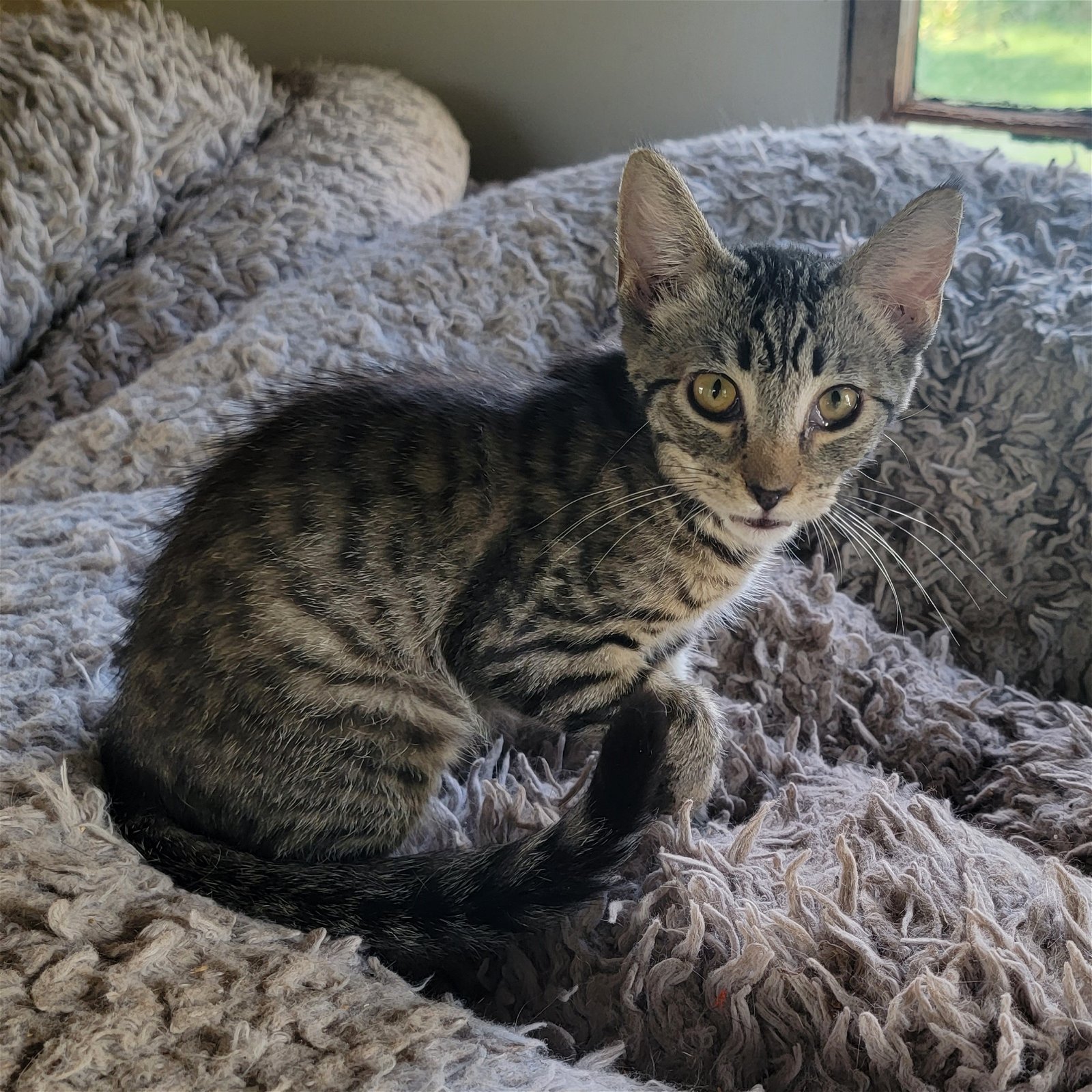 adoptable Cat in Harrisburg, PA named Columbus