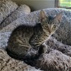 adoptable Cat in harrisburg, pa, PA named Columbus