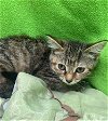 adoptable Cat in harrisburg, PA named Abby (baby girl-lovable)