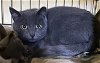 adoptable Cat in harrisburg, PA named Miyanda