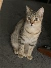 adoptable Cat in harrisburg, PA named Aurora