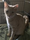 adoptable Cat in harrisburg, pa, PA named Buster B