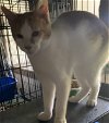 adoptable Cat in harrisburg, PA named Hugh