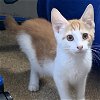 adoptable Cat in harrisburg, PA named Dewey