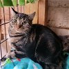 adoptable Cat in harrisburg, pa, PA named Claira