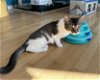 adoptable Cat in harrisburg, PA named Janis Joplin