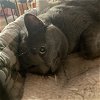 adoptable Cat in harrisburg, pa, PA named Cardi B