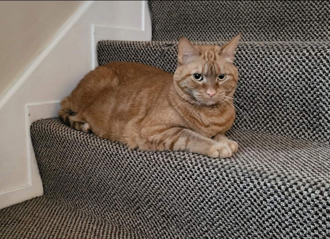 adoptable Cat in Harrisburg, PA named Nacho