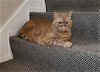 adoptable Cat in harrisburg, PA named Nacho