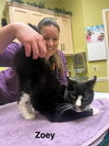 adoptable Cat in harrisburg, PA named Zoey (sweet, endearing, lap cat)