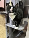 adoptable Cat in harrisburg, PA named Zoey