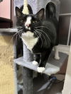 adoptable Cat in Harrisburg, PA named Zoey