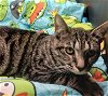 adoptable Cat in harrisburg, PA named Paulie (young)