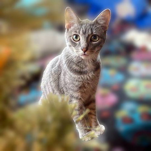 Gambit, a cat for adoption from Loving Care Cat Rescue