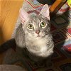 adoptable Cat in harrisburg, PA named Gambit