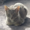 Gambit - Photo 2