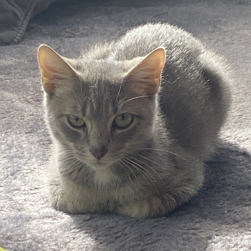 GAMBIT - Domestic Short Hair available for adoption