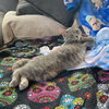 Gambit - Photo 3