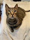 adoptable Cat in harrisburg, PA named Mello