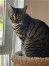 adoptable Cat in harrisburg, PA named Molita (outgoing playful female)