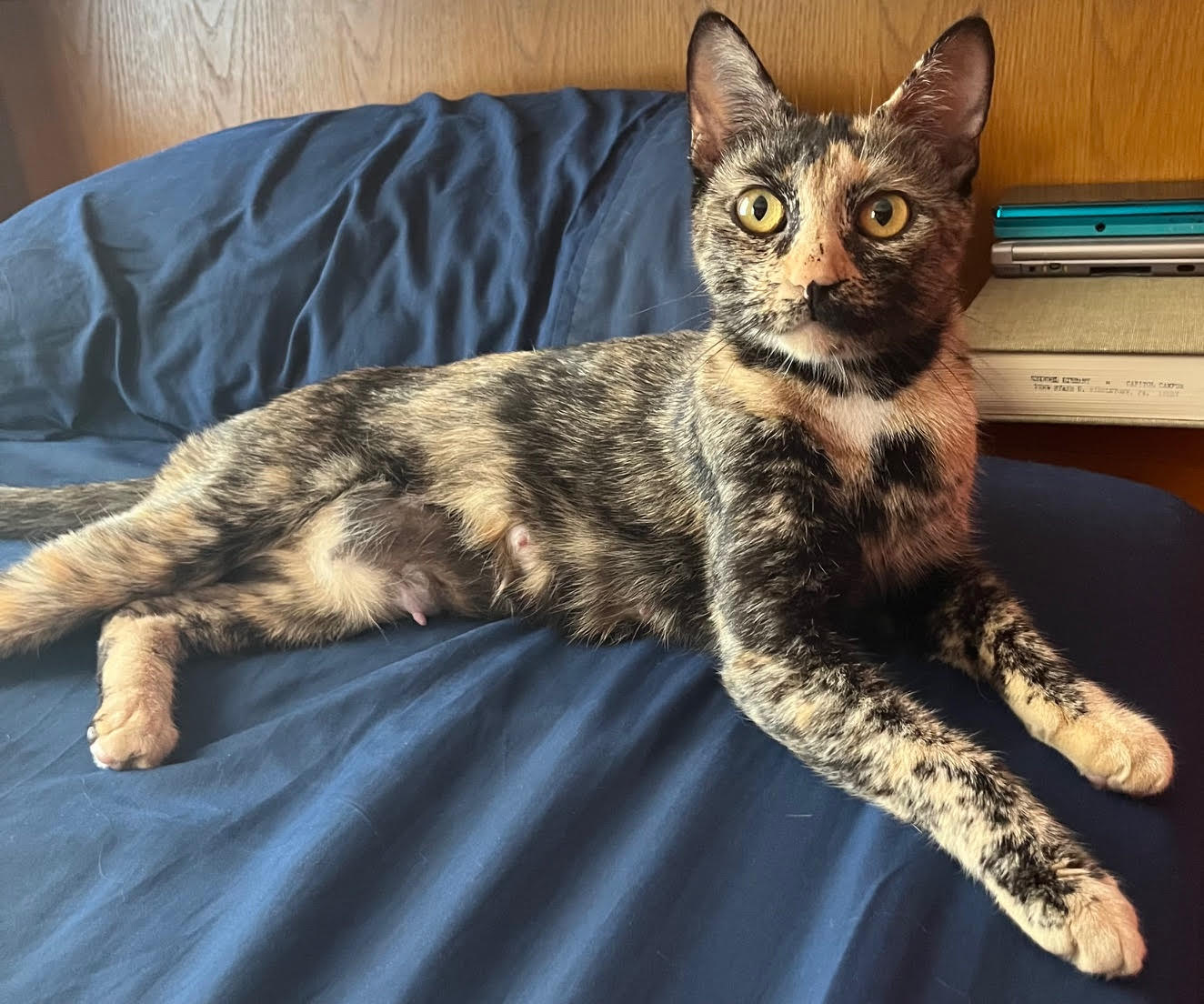 adoptable Cat in Harrisburg, PA named Nutmeg (loving, gentle tortie mom)