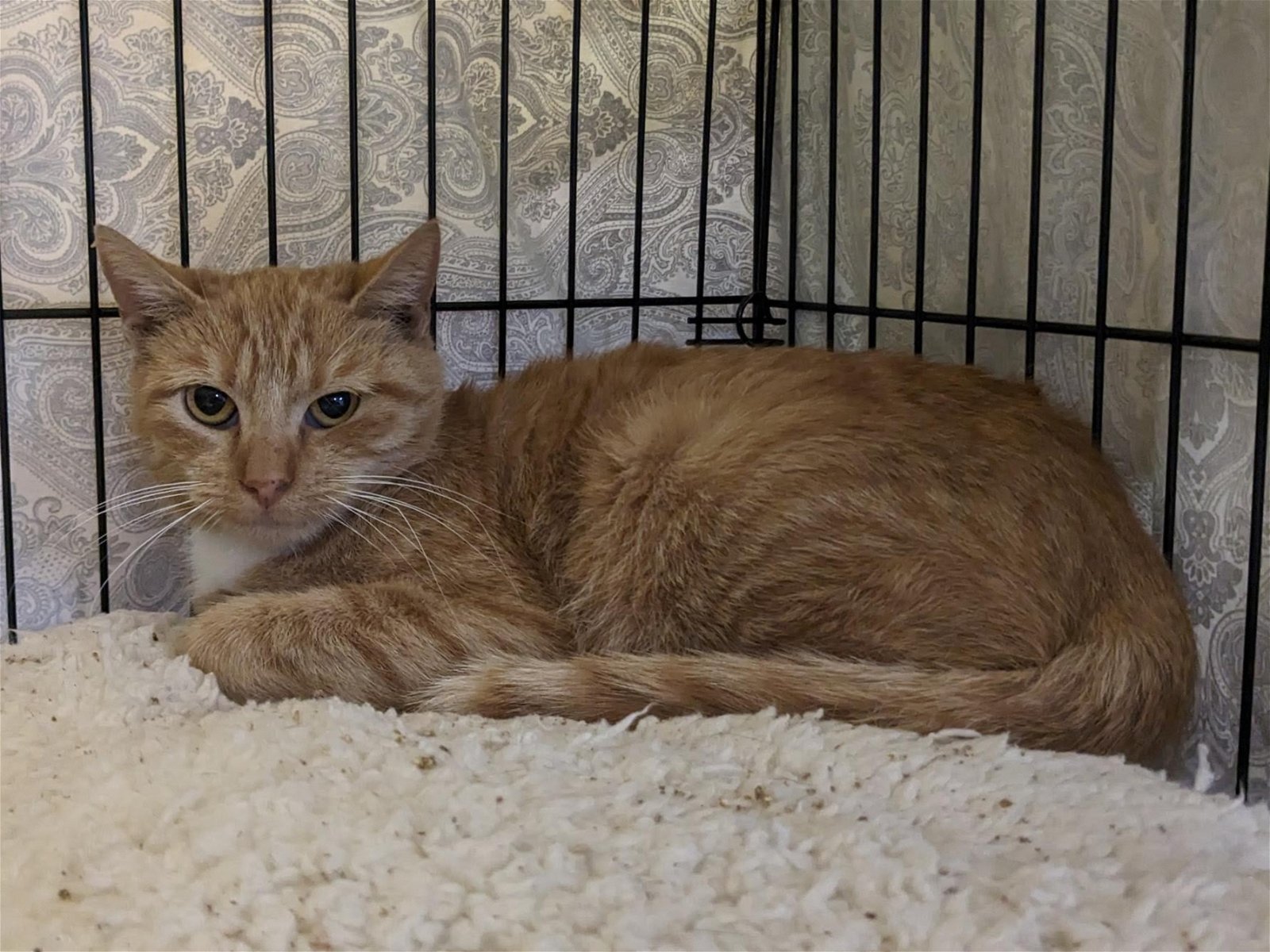 adoptable Cat in Harrisburg, PA named Baguette