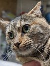 adoptable Cat in harrisburg, PA named Pumpernickel
