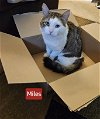 adoptable Cat in harrisburg, PA named Miles