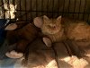 adoptable Cat in harrisburg, PA named Sterling Jack