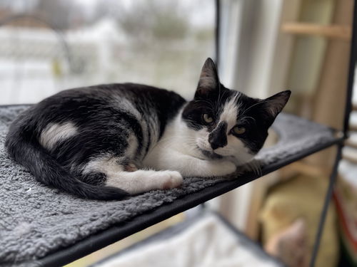picture of the cat needing adoption