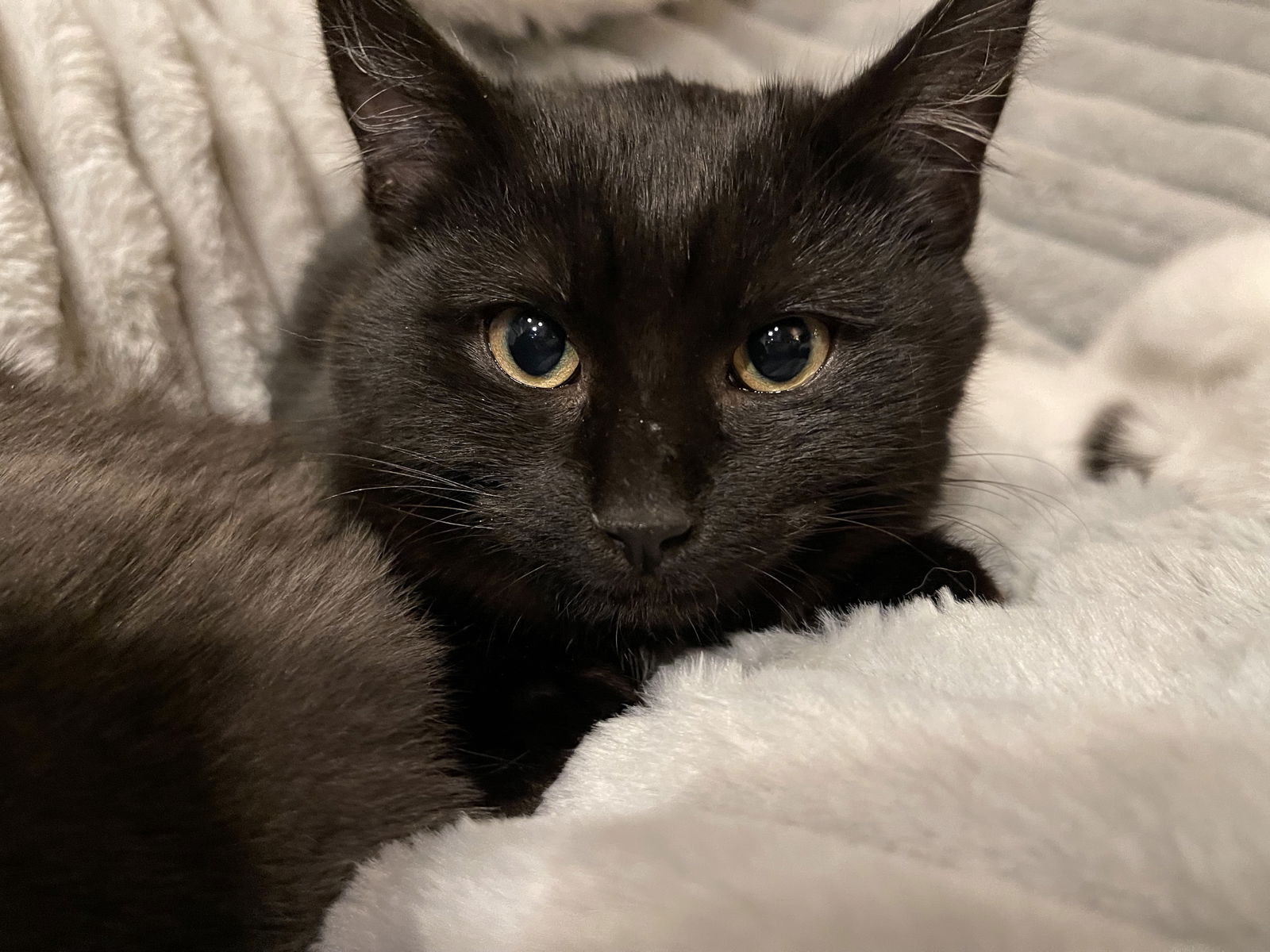 adoptable Cat in Harrisburg, PA named Count Von Count