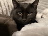 adoptable Cat in harrisburg, PA named Count Von Count
