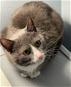 adoptable Cat in harrisburg, PA named Ember (little ballerina girl)