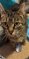 adoptable Cat in harrisburg, PA named Lola