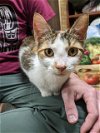 adoptable Cat in harrisburg, PA named Maple
