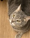 adoptable Cat in harrisburg, PA named Fenwick (declawed lovebug)