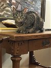 adoptable Cat in harrisburg, PA named Sage