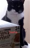 adoptable Cat in harrisburg, PA named Sasha